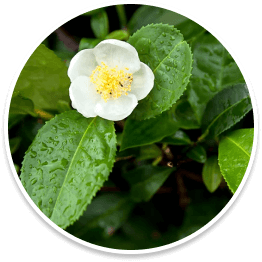 camellia-sinensis