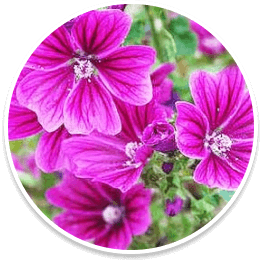 mallow-flower